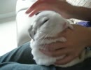 撫でられて寝ちゃう大福みたいなチンチラ