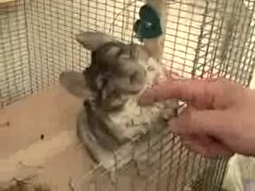 撫でられて恍惚とした表情のチンチラ