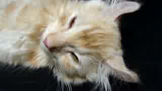 【#340】 サニーとにゃご　【猫万歳】