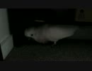 動物病院にいきたくないオオバタン