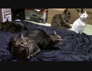 【生後316日】きょうの仔猫【蒼民家の猫々】