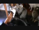 こんしゅうのおやつ【蒼民家の猫々】