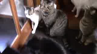 こんしゅうのおやつ【蒼民家の猫々】