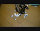 三毛ニャンズウチの子記念プレ企画2015抽選ムービー：B