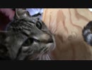 【生後316日】きょうの仔猫_B【蒼民家の猫々】