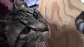 【生後316日】きょうの仔猫_B【蒼民家の猫々】