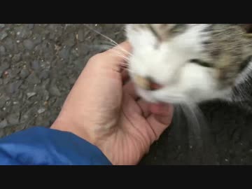 最強に人懐こい野良猫、抱っこされる