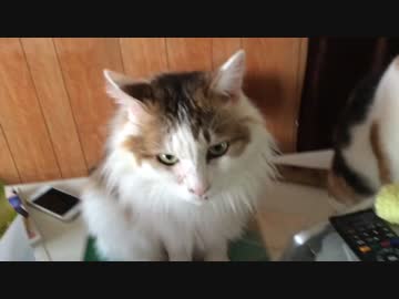 【猫忍者】ダイナミック入室