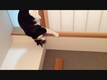 【猫動画】虫を発見した後に・・結果は予想通り【縦横逆テスト動画】