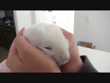 手の中で寝てしまう大福のようなチンチラの赤ちゃん