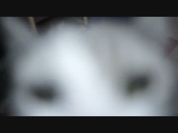 【#341】 配信後　【猫万歳】