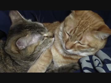 拾いねこ＠生後972/939日目　アコツキを抱えているときの至福感