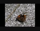 Cocco 冷たい手　歌ってみた