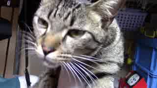 【生後317日】きょうの仔猫_B【蒼民家の猫々】