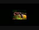 ☆MH4G☆ギルクエ１４０テオ☆こんペア☆３：４７☆