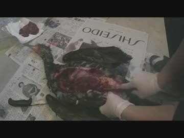 カワウを食べてみた　新米猟師ハンターライフ「散弾銃」