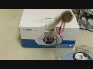 【宇宙猫】保護猫、箱にしまわれる