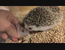 ゼリーを食べまくるハリネズミ