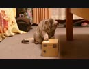 【猫 おもしろ動画】ビビちゃんと箱の中の猫 Cat playing with toys