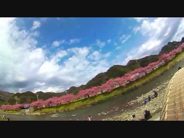 隼ロロ号で行く！今年初　伊豆・河津桜　タンデムツーリング