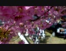 2015.02.28 河津桜ツーリング