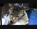 【生後319日】きょうの仔猫【蒼民家の猫々】