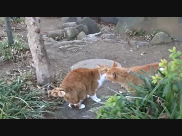 【公園猫戦争】人懐こい茶トラ猫、メス猫にまさかの狼藉を働く