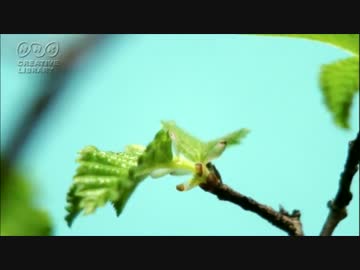 【春ニカ祭2015】芽吹く【NNIオリジナル】