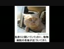 吹いたら負けな画像集 #5　ボケて傑作集｜殿堂入り｜吹いたら負け