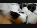 【#344】 小さかった頃　【猫万歳】