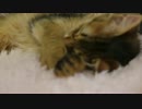 新猫よりお（仮）、寝てます……