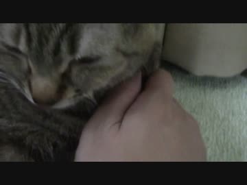 拾いねこ＠生後975/942日目　出迎えに来てくれない月音お姫様