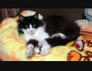 うちのもう一匹の猫の寝姿を撮影してみた（３月５日）
