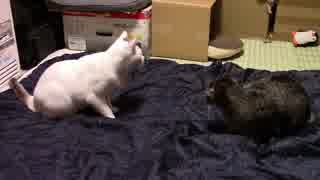 【生後320日】きょうの仔猫【蒼民家の猫々】
