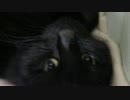 【生後320日】きょうの仔猫_B【蒼民家の猫々】