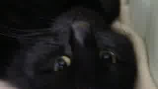 【生後320日】きょうの仔猫_B【蒼民家の猫々】