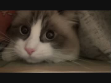 ラグドールのレオ　Vol65 新聞紙で簡単に捕獲される猫