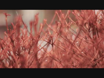 【春ニカ祭2015】Rainy Sunday - 宮田涼介【オリジナルPV】