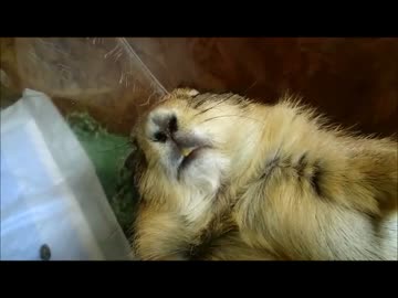 春眠かな？