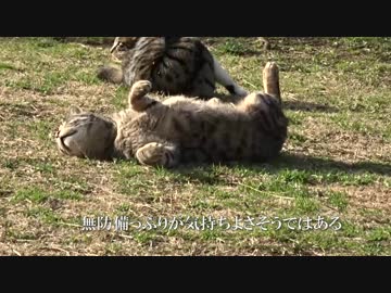 公園の猫一家と一緒にまったりひなたぼっこを敢行