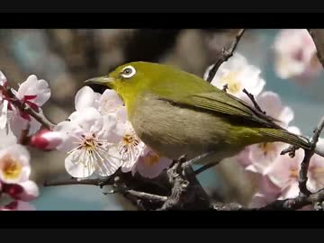 メジロ、役所で甘い蜜を吸う。