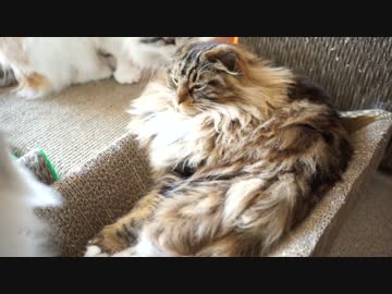 【#345】 まったり　【猫万歳】