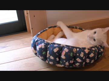 くるねこ大和　20150306　寝る前の儀式