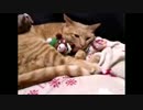 ぬこ眠りに落ちる