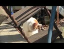 近所猫　みゅーの日常　part4