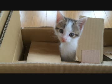 【子猫】 しろとくろ  その３