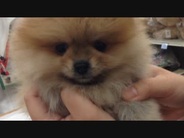 ちびポメ  二日目