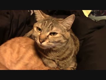 拾いねこ＠生後977/944日目　猫界でも女のほうが最近強いらしい