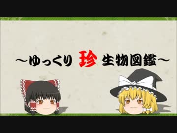 ～ゆっくり　珍　生物図鑑～　第39回 　三属のラン