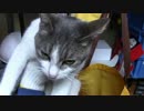 【生後322日】きょうの仔猫【蒼民家の猫々】